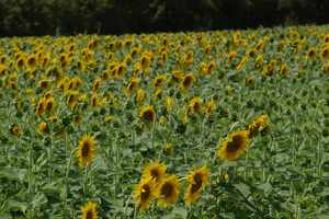 On the road from San Gimignano Tuscany 2005.