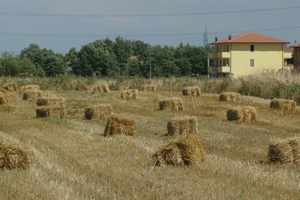 Orentano Tuscany 2005.