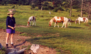 Grayson Highland Horses