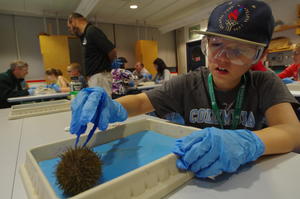 Robert dissecting an urchin; November 2015