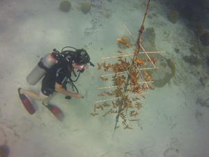 Robert working on a coral tree (photo by SZap)