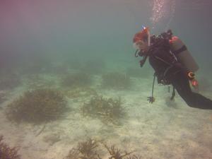 August 29, 2018 (Buddy's Reef)