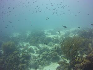 August 29, 2018 (Buddy's Reef)