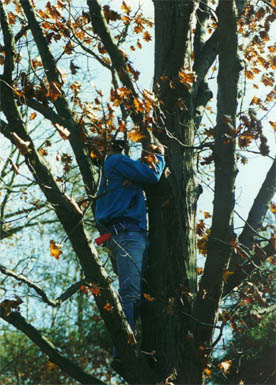 David climbs the tree